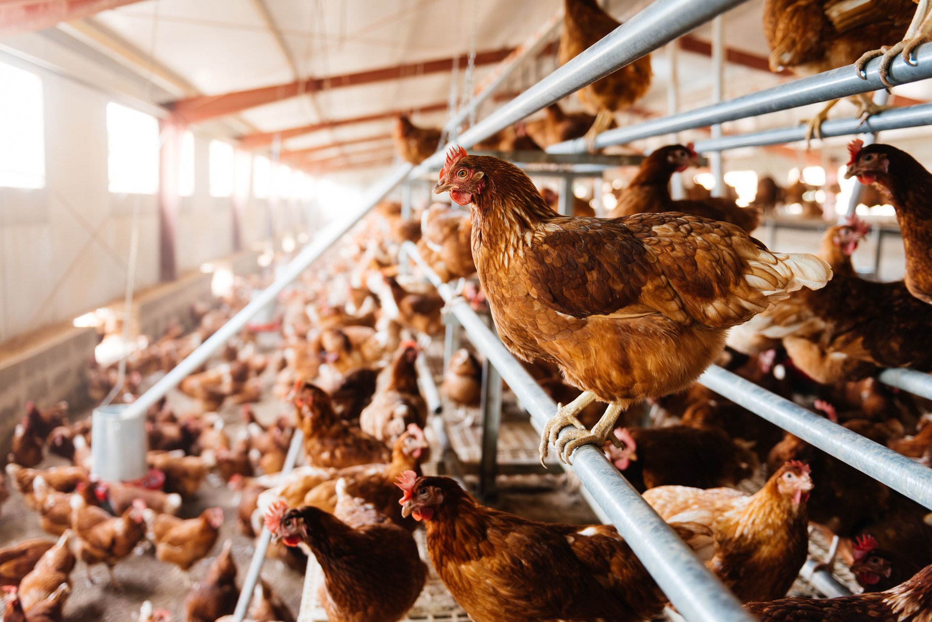 Healthy brown organic chickens roaming in barn